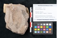 Foto (Objekt + Etikett) von Ilex parschlugiana Unger (NHMW-GEO-2024-0188-8027)